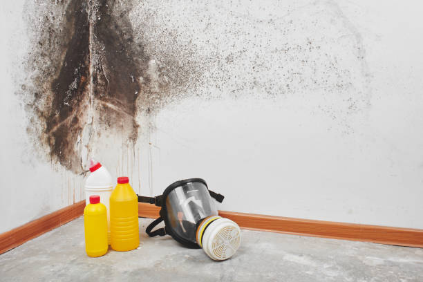 Best Mold Remediation  in Papillion, NE