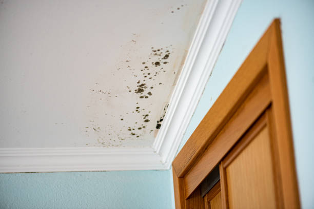 Best Best Mold Removal Companies  in Papillion, NE