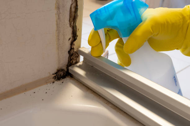 Best Office Mold Removal Services  in Papillion, NE