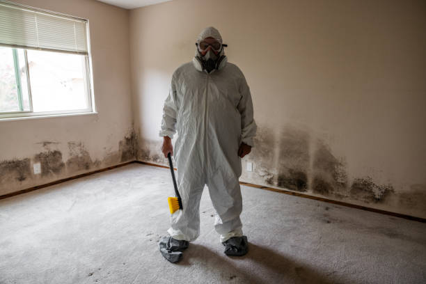 Best Mold Damage Repair  in Papillion, NE