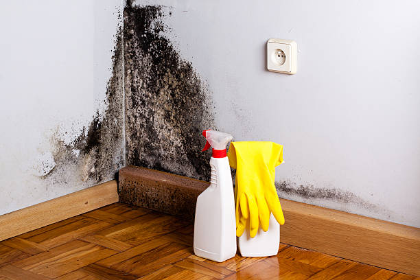 Best Emergency Mold Removal  in Papillion, NE