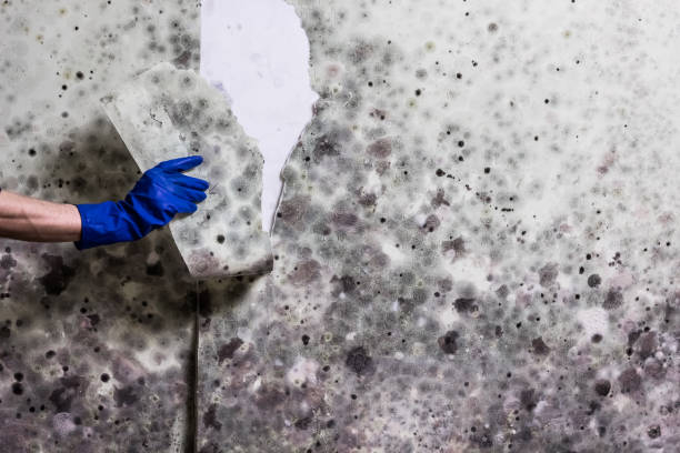Professional Mold Removal in Papillion, NE