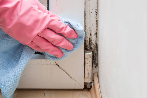 Best Black Mold Removal  in Papillion, NE